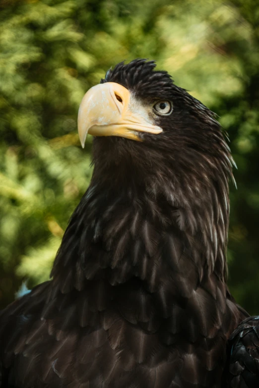 a bald eagle looking ahead at soing