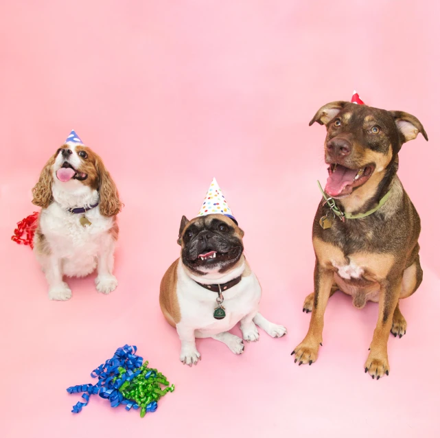 two dogs are dressed up for a birthday party