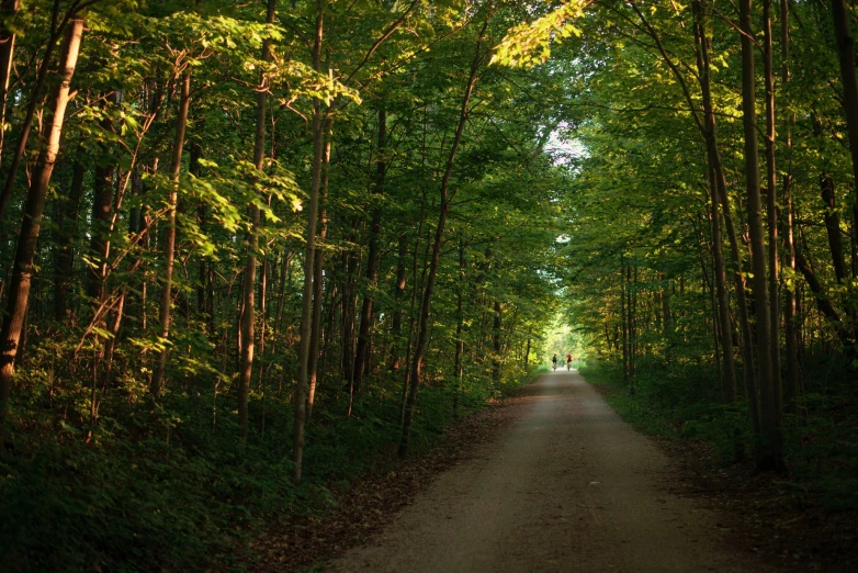 a dirt road surrounded by tall, green trees