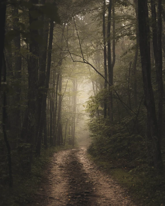 a dark path is lined with trees in the forest