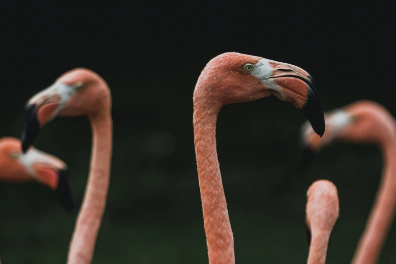 some pretty birds standing by one another