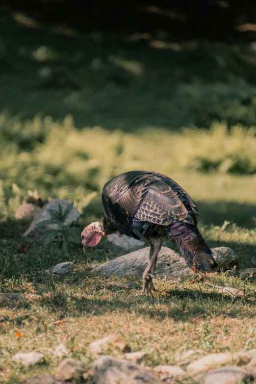 an adult turkey walking in the grass with a piece of food in its mouth