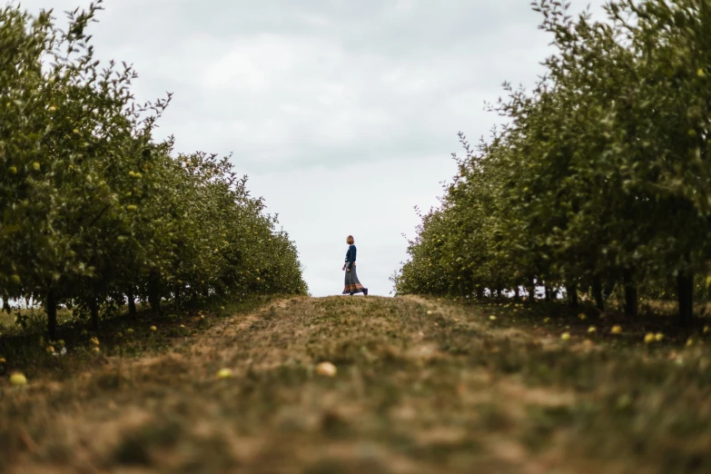 the woman is walking her dog in a very wide line of trees