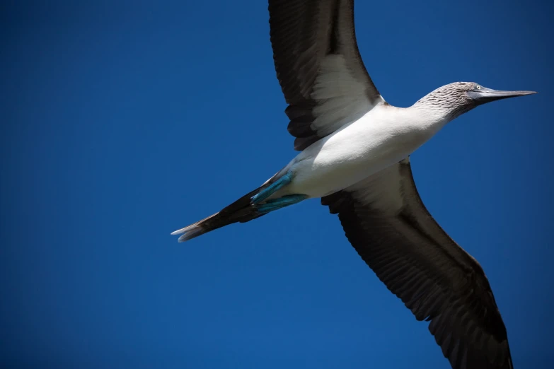 a white and black bird flying through the air