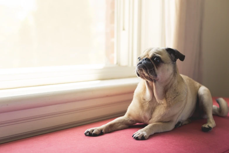 a small pug dog sitting on a red seat near a window