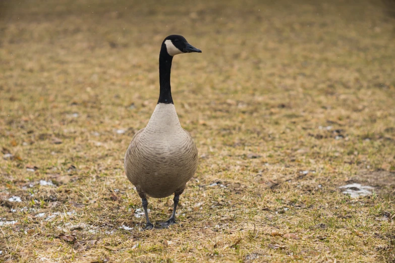 a goose stands in a field alone