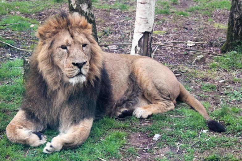 a lion laying down on the ground in the grass