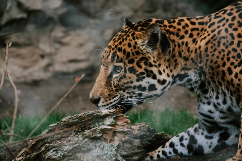 a leopard that is eating a log out side