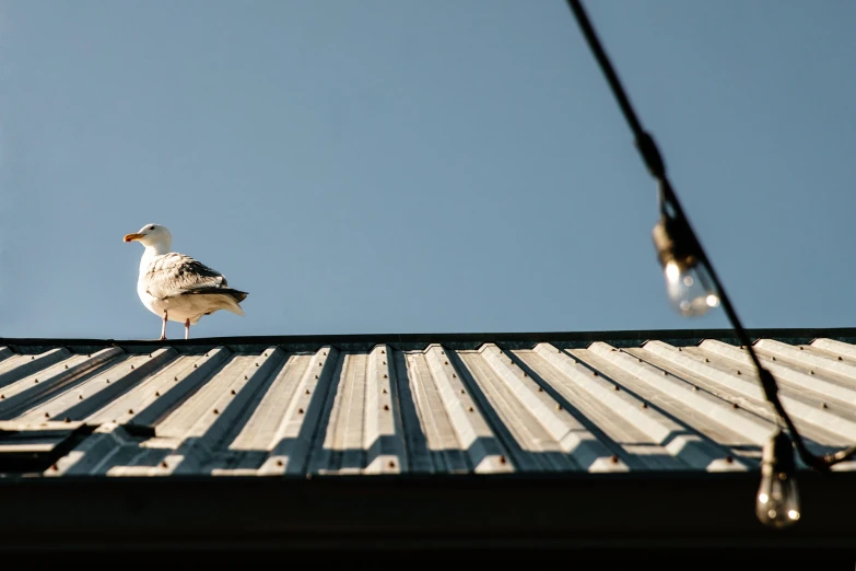 seagull standing on roof of old building, with clear blue sky