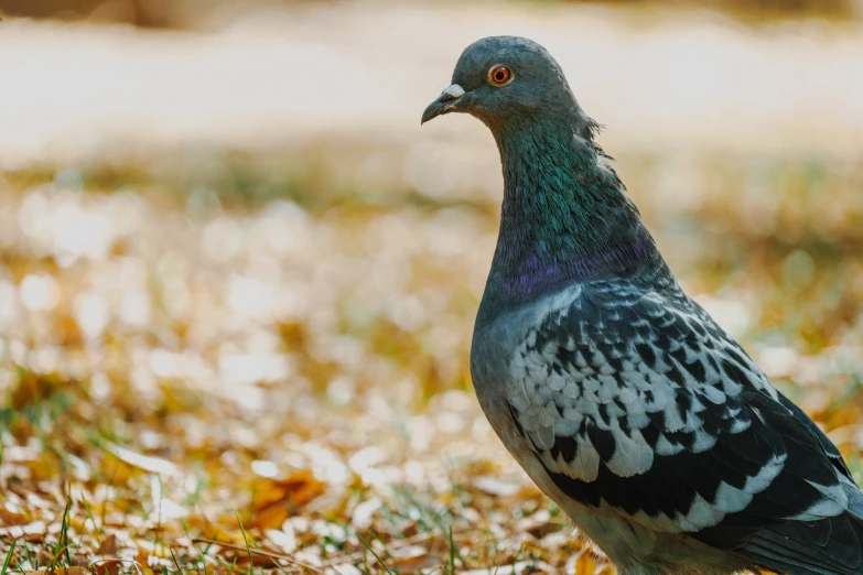 a green and black pigeon standing in leaves