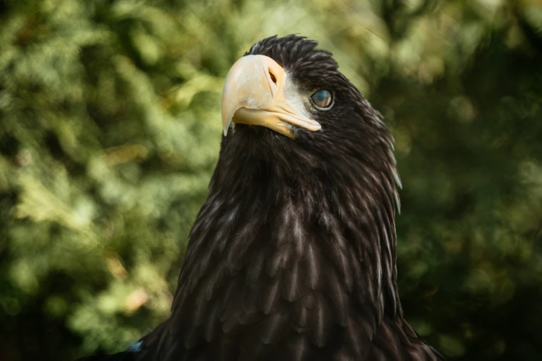 an eagle stares into the camera lens