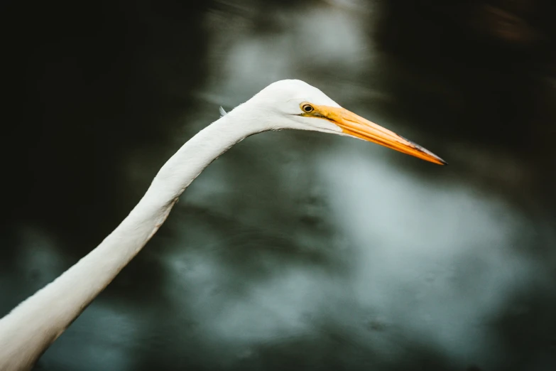 a white bird standing next to dark clouds