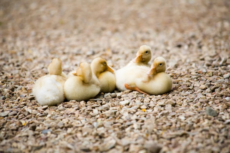 a flock of ducklings lay on a rocky surface