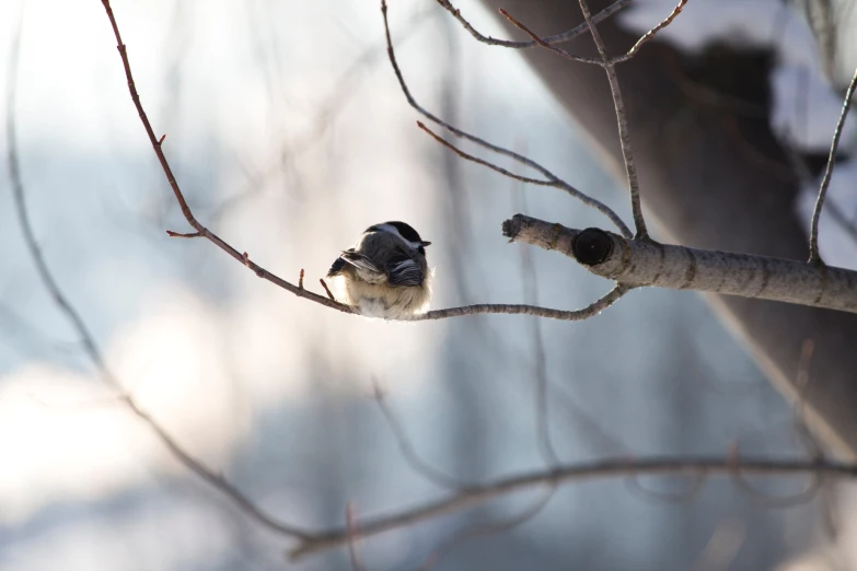 the small bird is perched on a limb of a tree