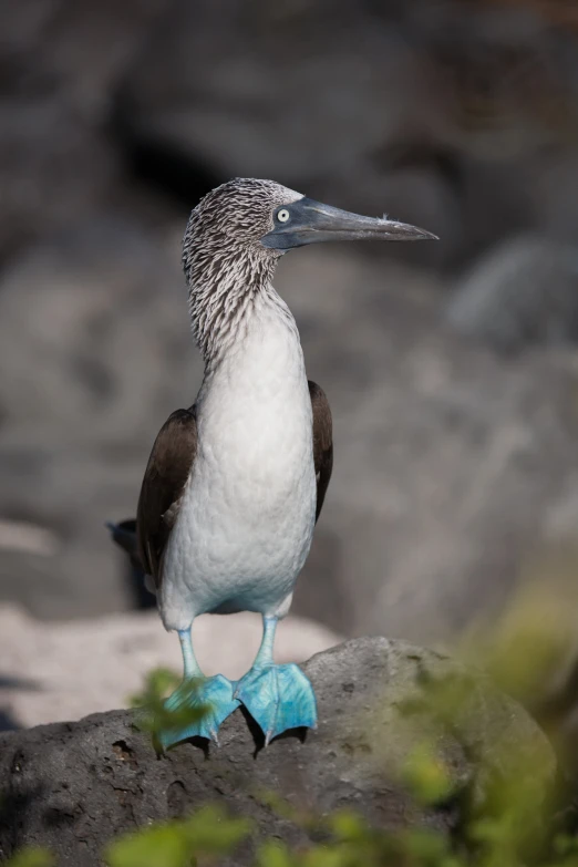 the bird has blue legs and is walking on some rocks