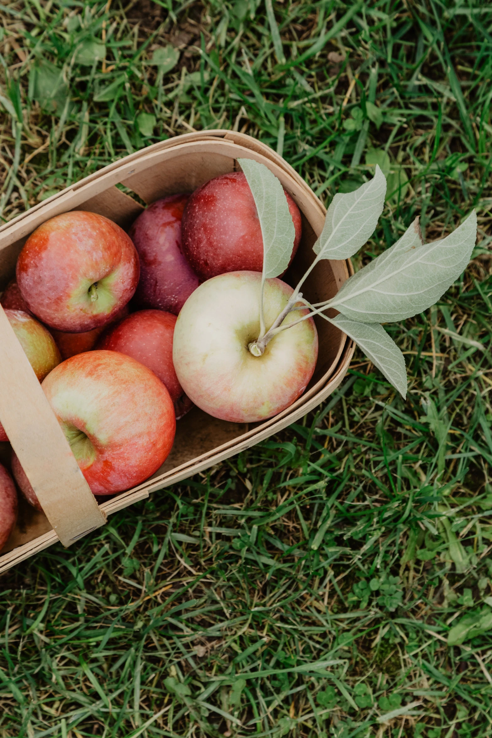 some apples are in a cardboard bag on the grass