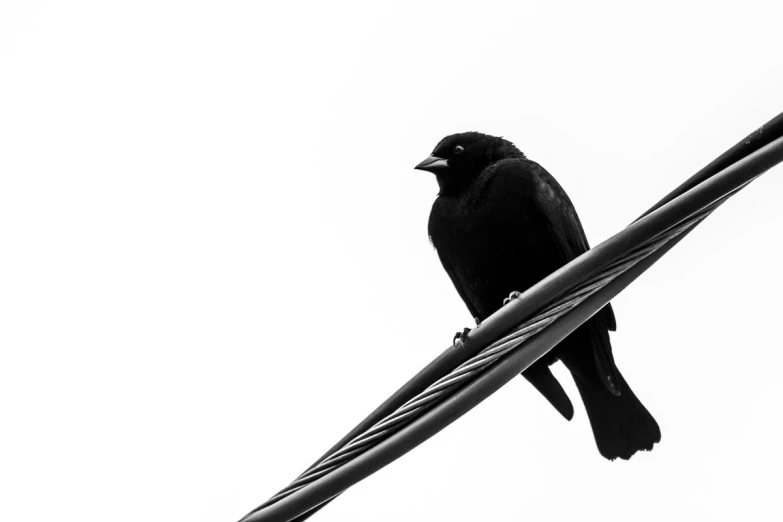 a bird that is sitting on a wire