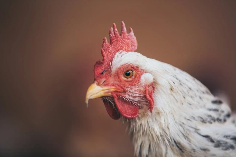 a large chicken with a red and white face