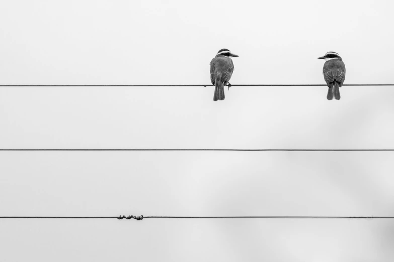 two birds sitting on wires with sky in the background