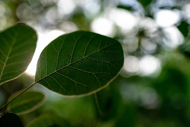 two large green leaves on top of some thin nches