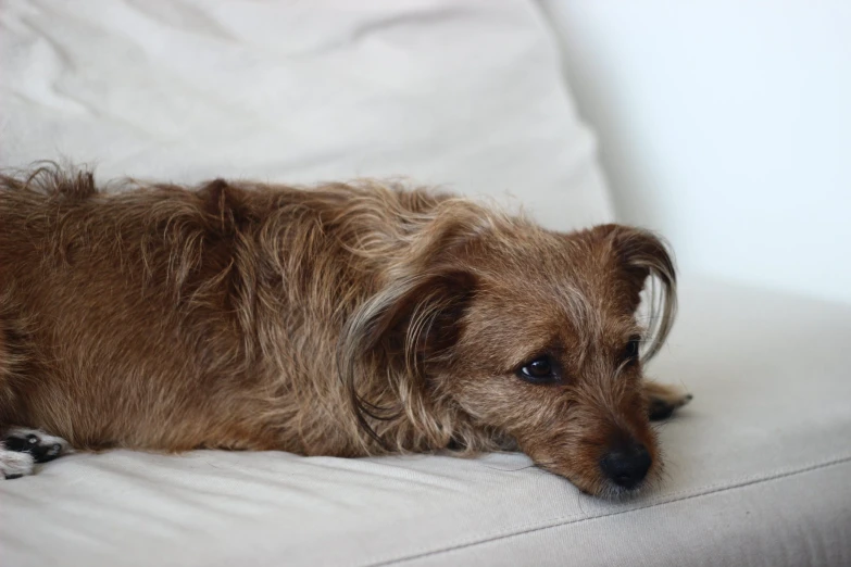 there is a long haired dog lying on the couch