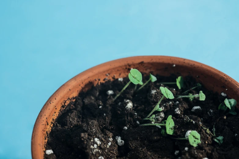 a clay pot with a group of small plants in it