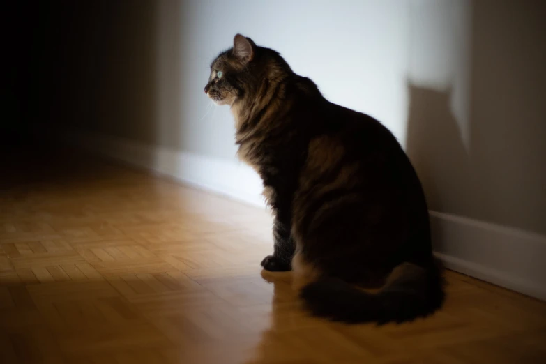 a cat that is sitting on a hard wood floor