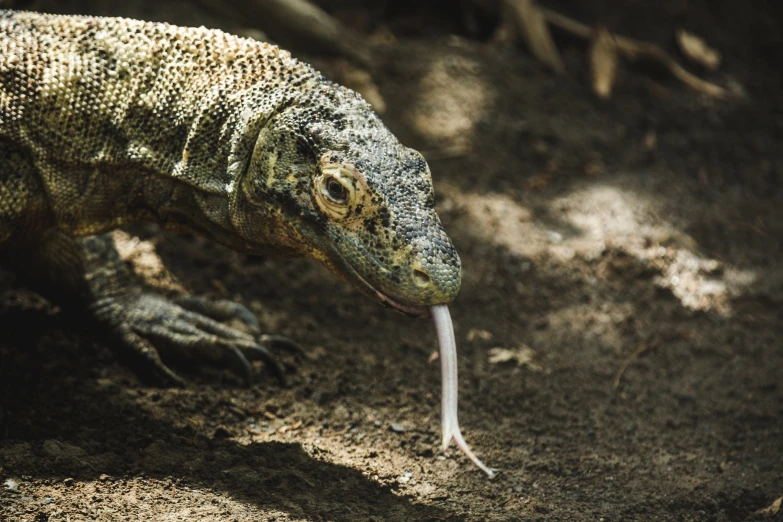 a large lizard with long white legs on the ground