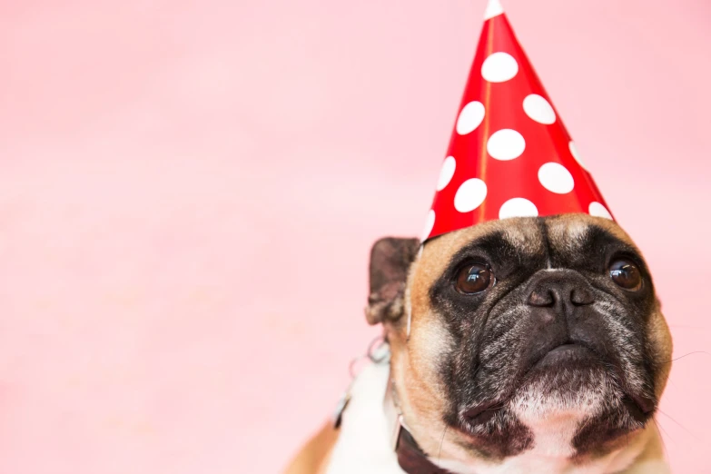 a dog with a red and white dotty hat