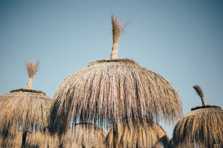 grass roofed huts are in an arid area