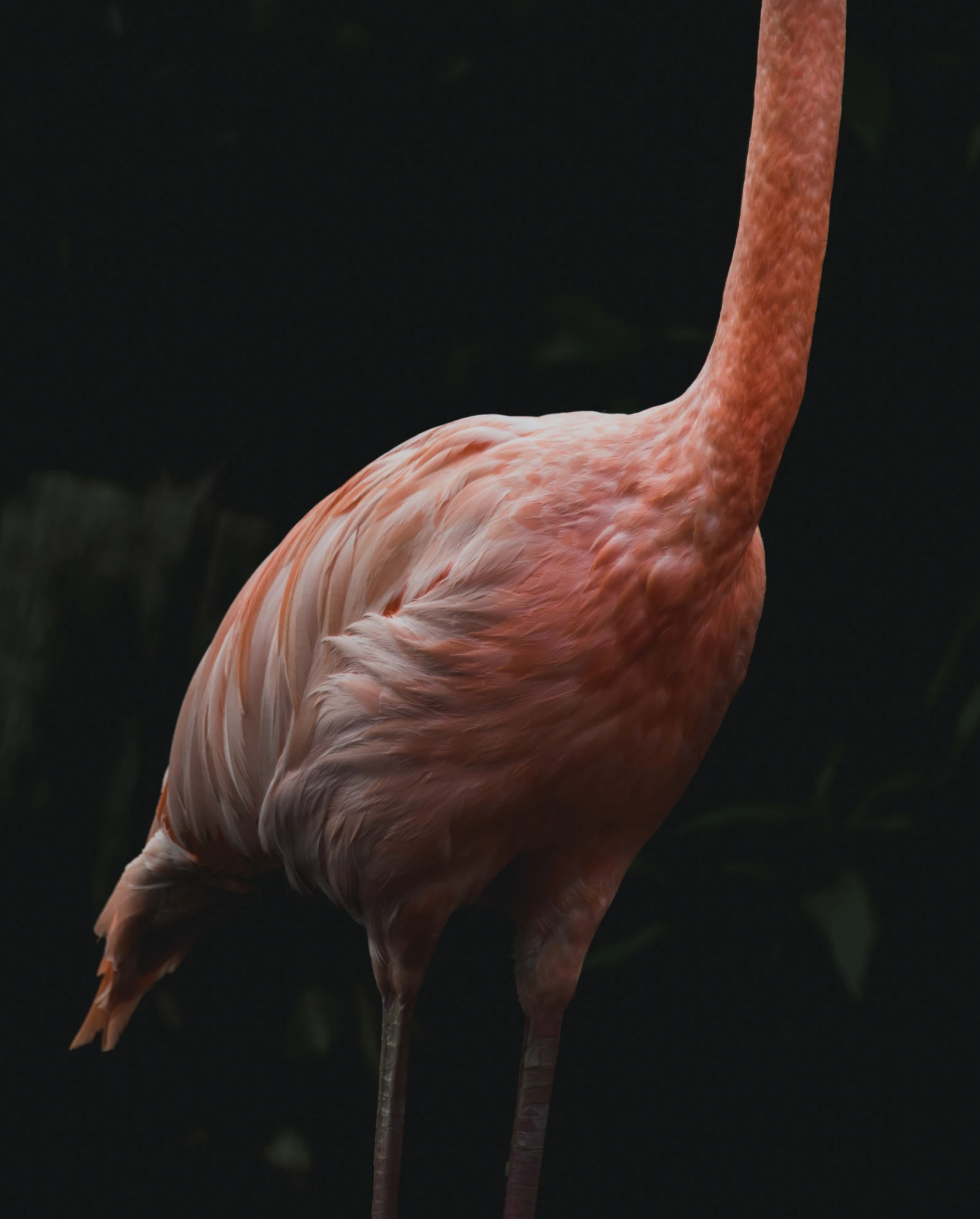 a flamingo standing in front of a black background