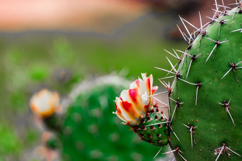 a small cactus that is next to some plants