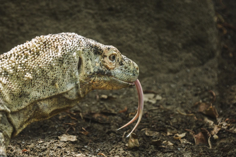 a lizard with it's mouth open on the ground