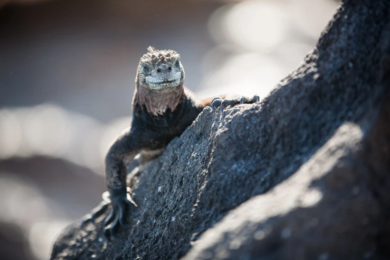 an iguana looking around on the rocks