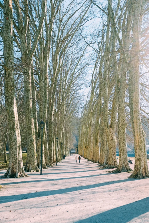 trees lined on the sidewalk with a bench nearby