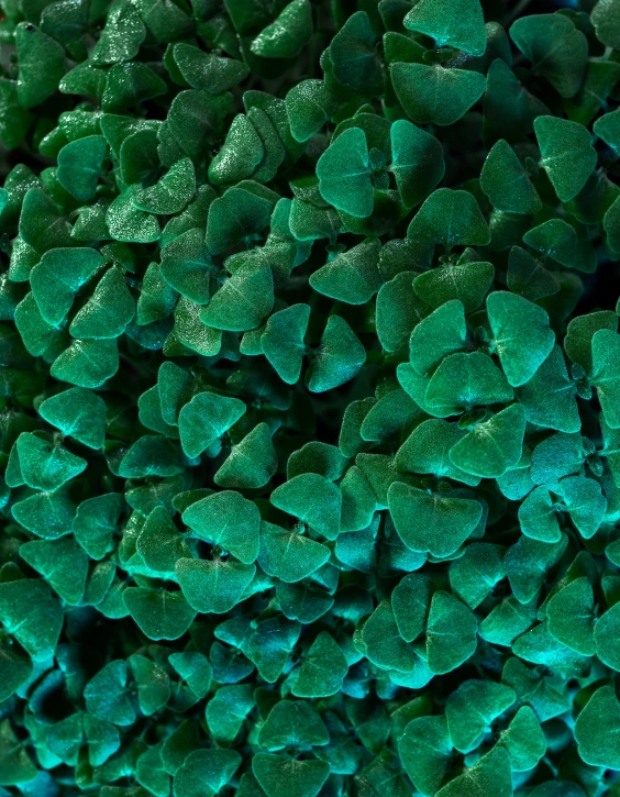 an abstract image of a cluster of green leaves