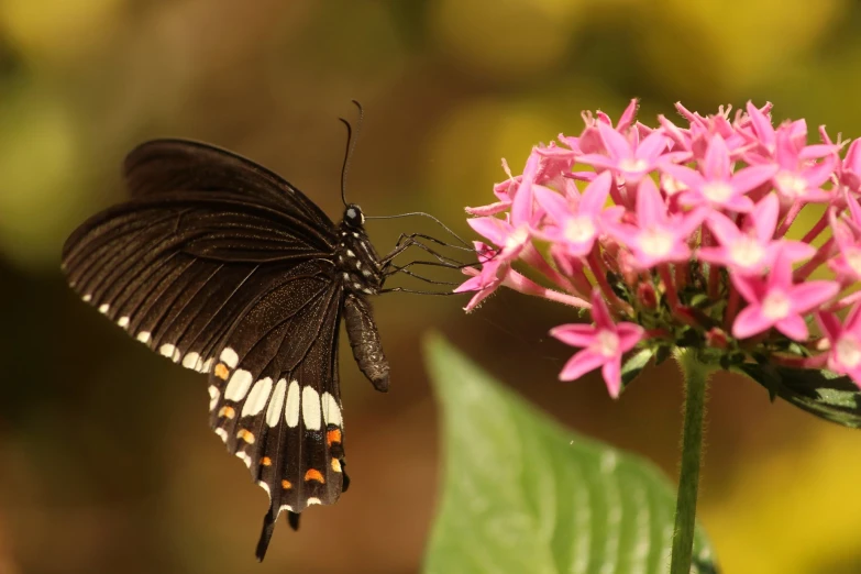 a erfly standing on a flower with a blurry background