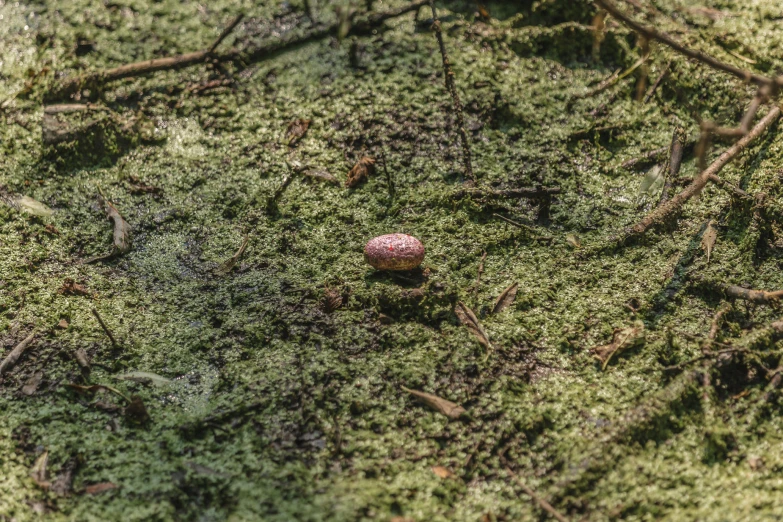 a little ball on top of some moss