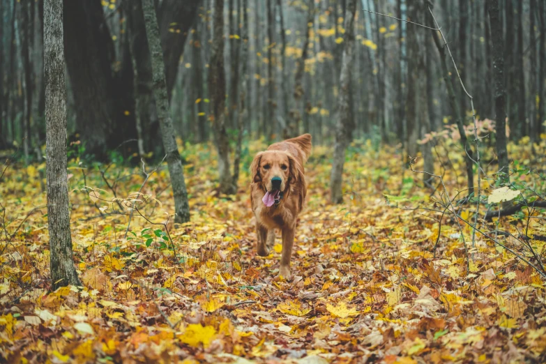 a brown dog in an open forest during the day