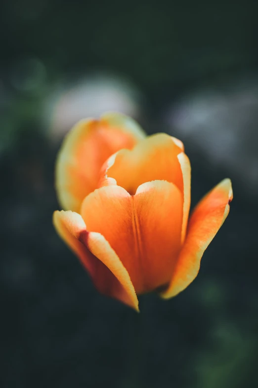 an orange and white flower is close up