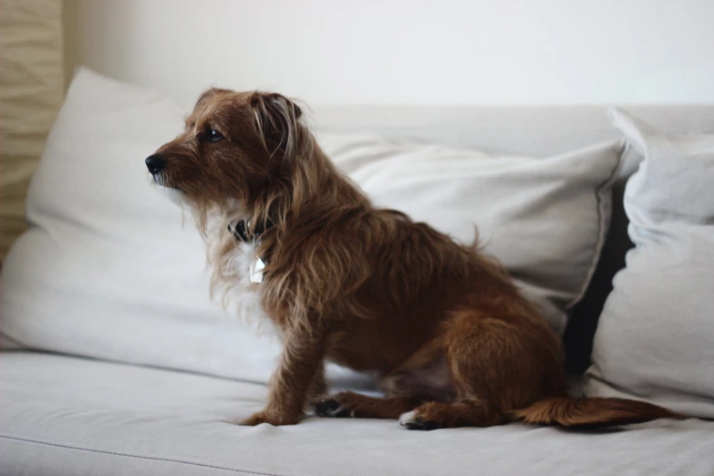 dog sitting on couch in home setting, looking away