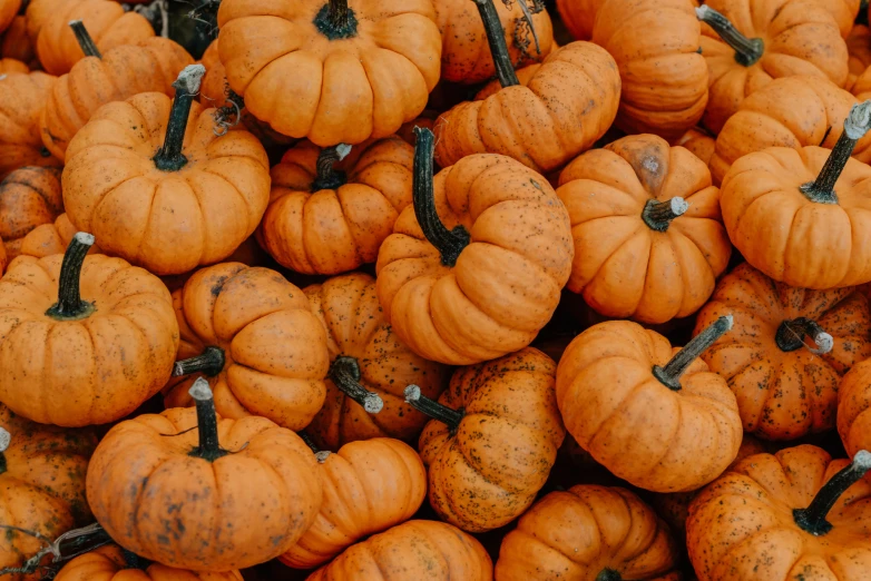 a pile of tiny orange pumpkins that look like they have been picked