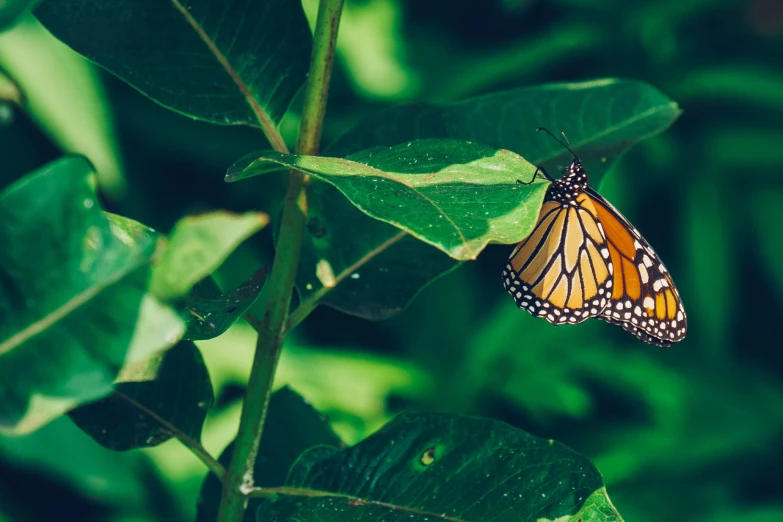 a monarch erfly perches on top of the leaf