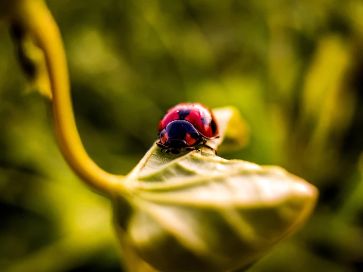 the bright red ladybug is sitting on a green leaf