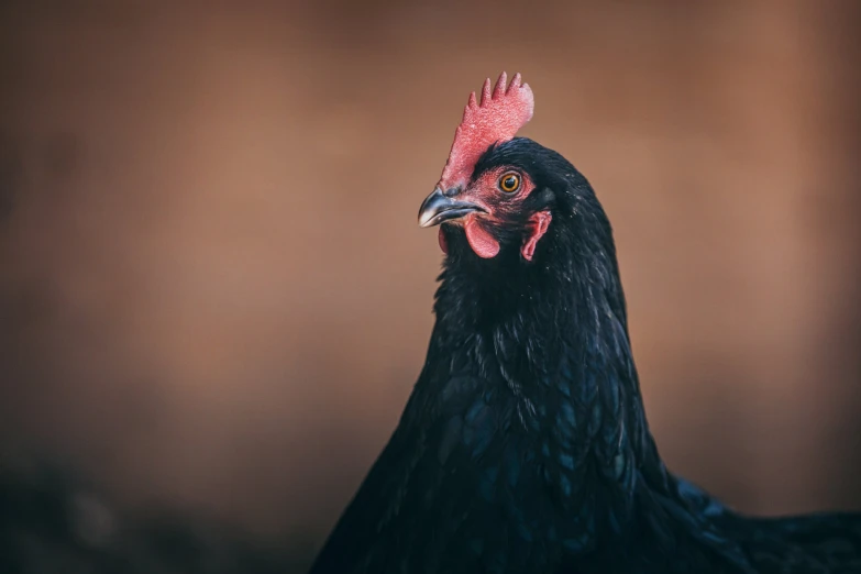 a black and white rooster standing next to a brown background