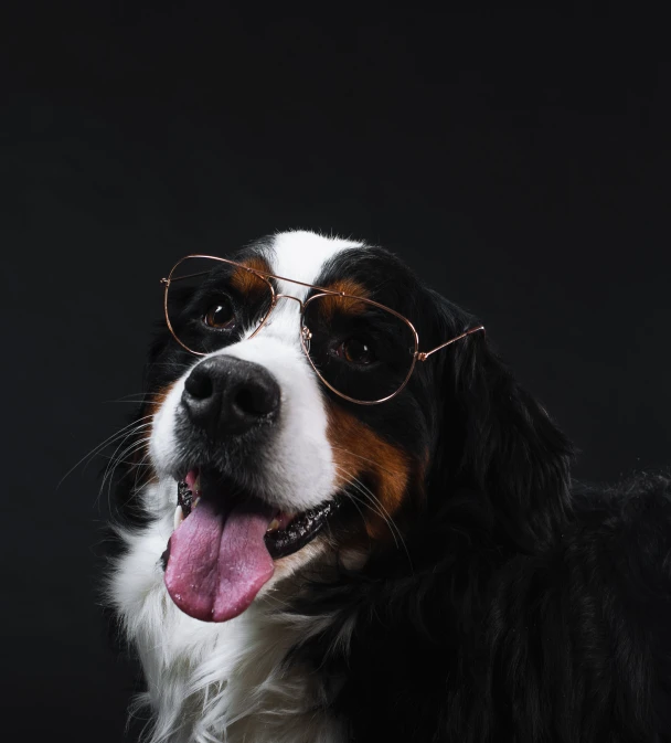 a dog wearing some sunglasses on it's face