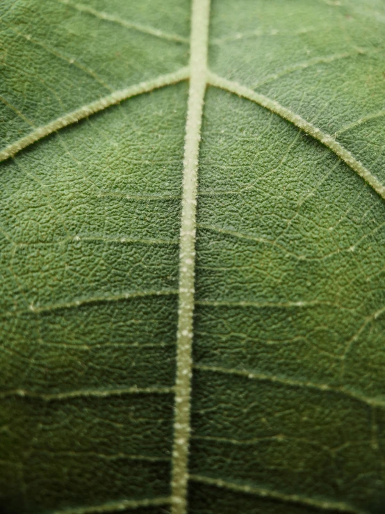 this po shows the cross section of a leaf