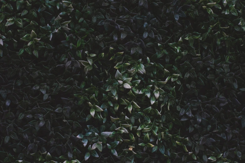 a po taken of a leaf covered tree