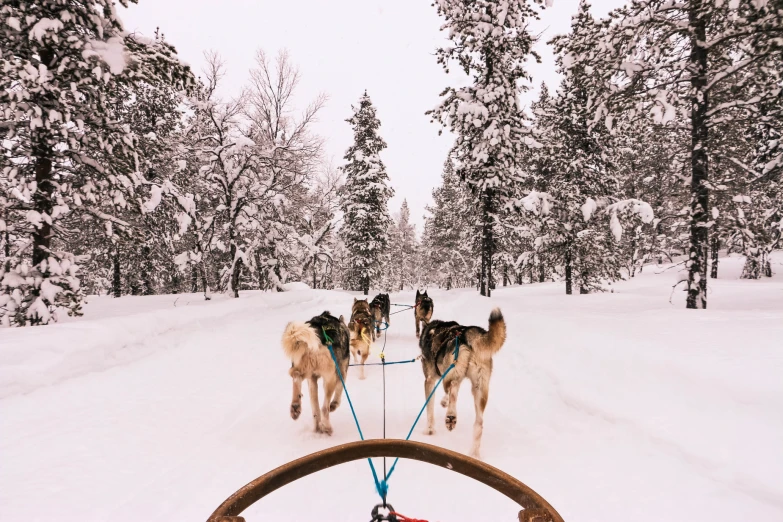 a dog team pulling three sleds through a snowy forest