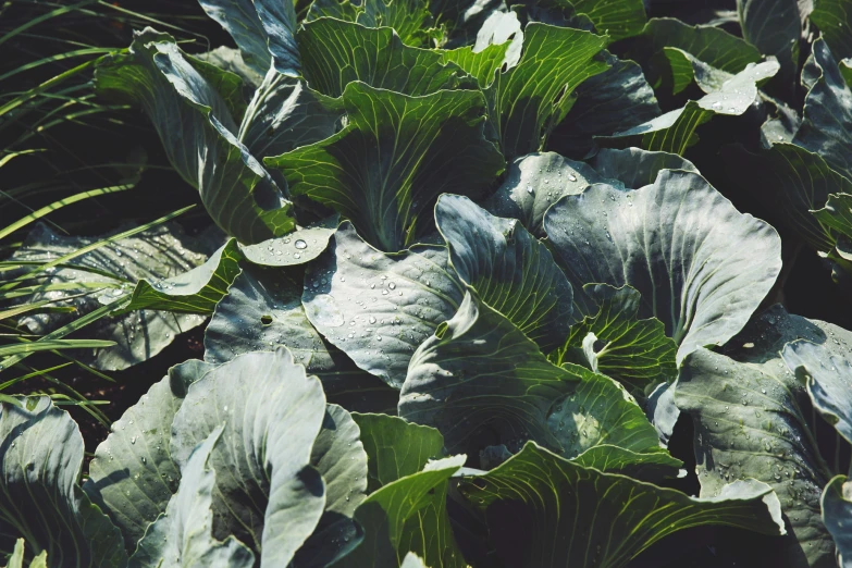 several large leaves growing on a leafy plant